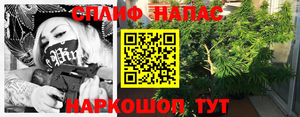 Конопля планчик Сокол